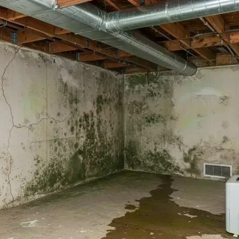 Professional Mold Removal in Hillsboro, OH